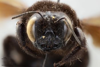 Media type: image;   Entomology 810841 Aspect: head frontal view